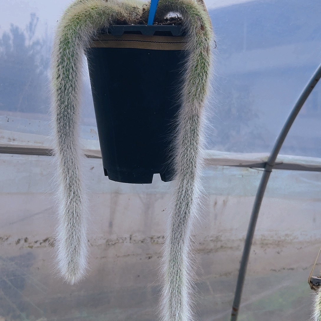 九尾狐多肉4567996544332