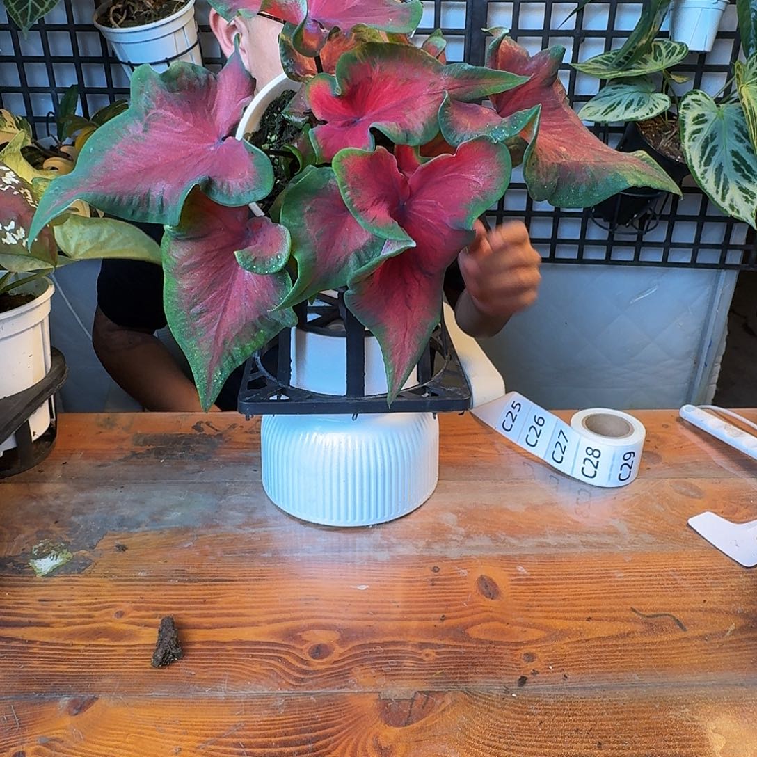 无花朵一物一拍C25