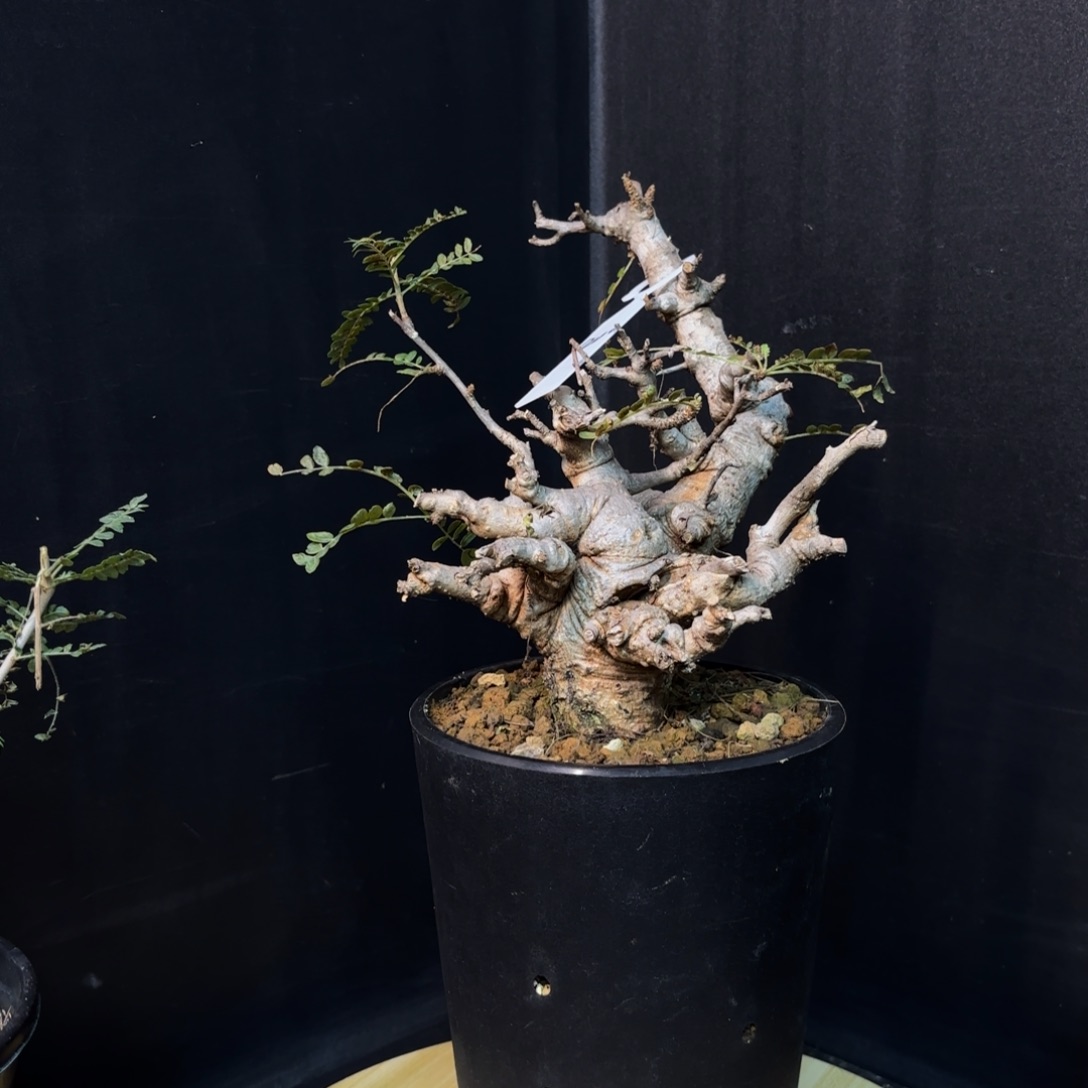 尼勒达乳香带盆发货