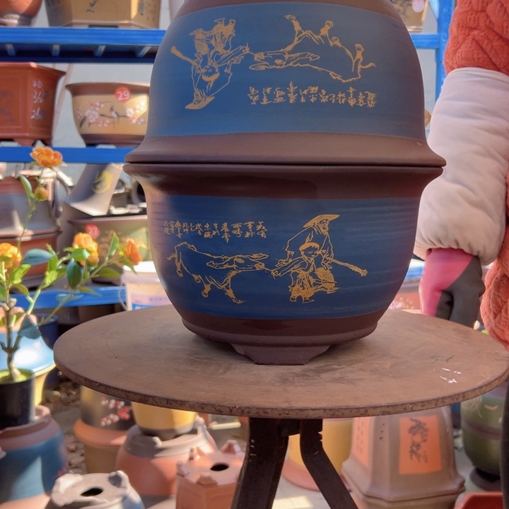 30+30蓝放牛娃三角金钟花盆