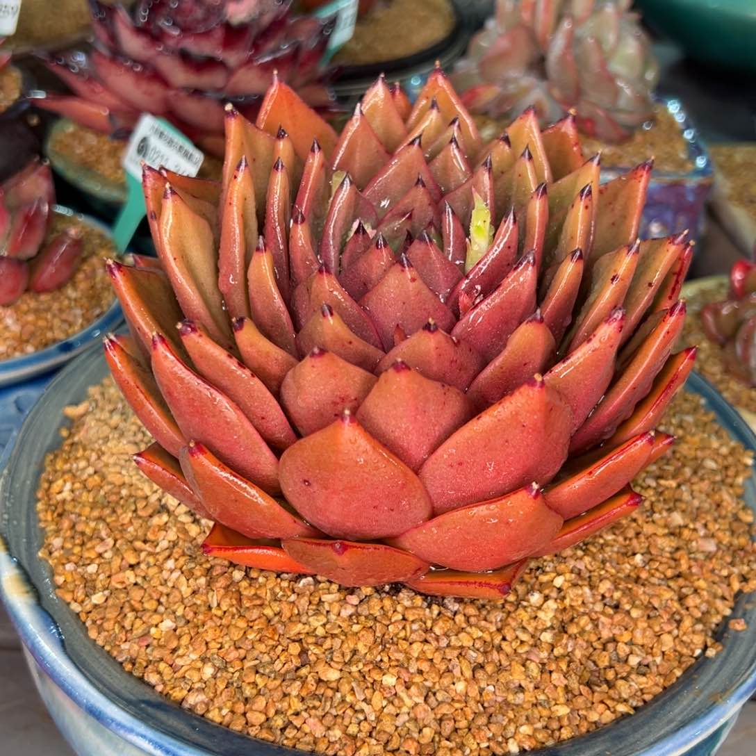 从前慢多肉精选编号0211.266