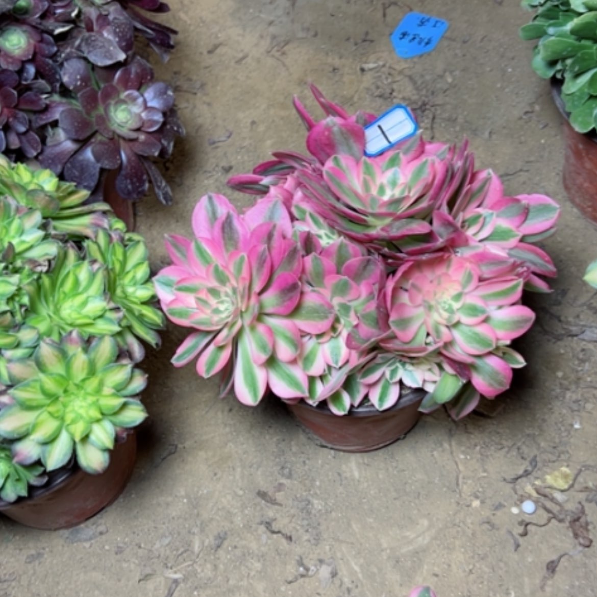 【闪购商品】多肉植物粉女巫1