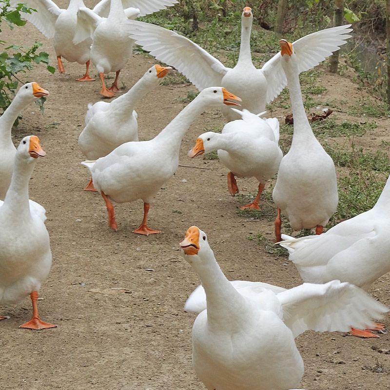 三花大白鹅四季大白鹅肉鹅五龙鹅狮头鹅 包冰率不含冰