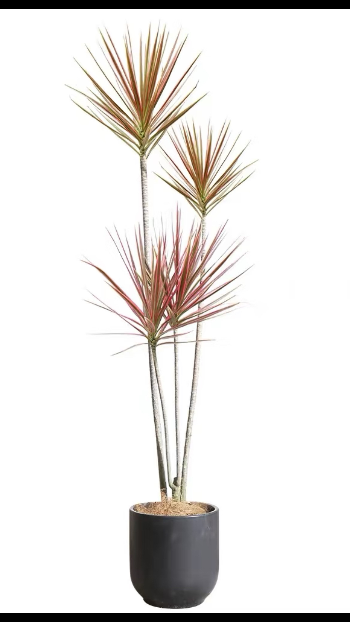 老桩千年木盆栽大型绿植四季好养花卉