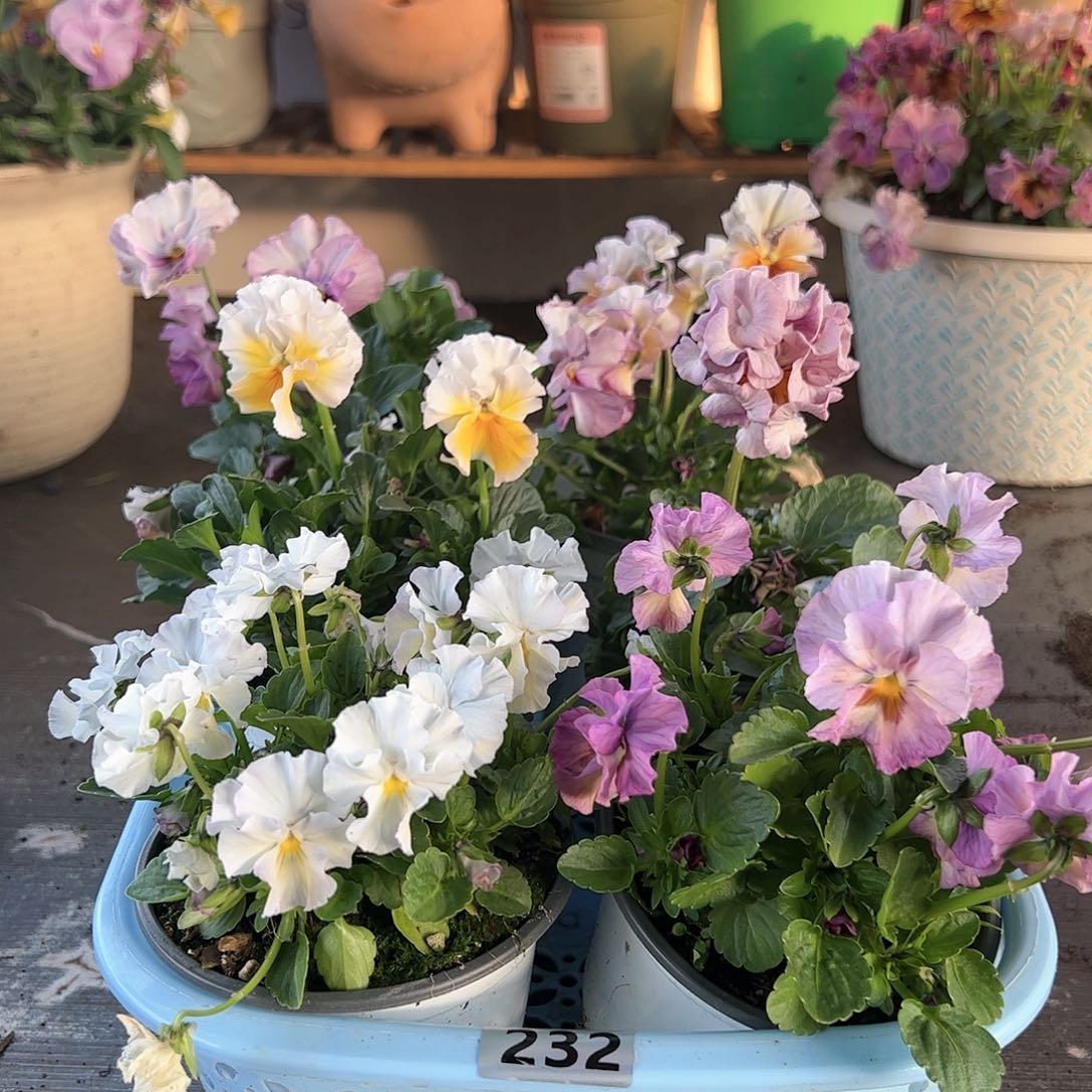 【闪购商品】232号