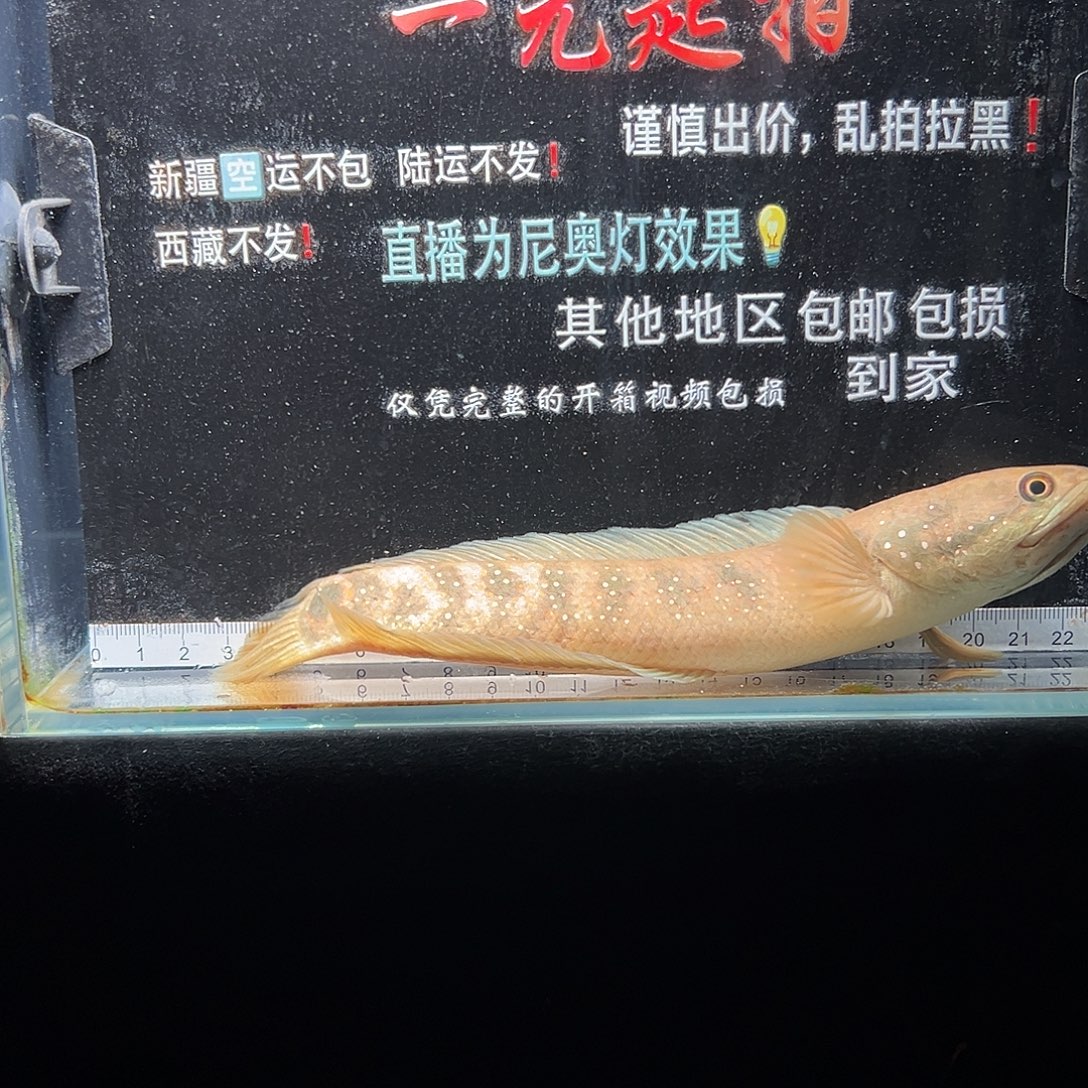 雷龙鱼七星雷龙鱼七星雷龙鱼