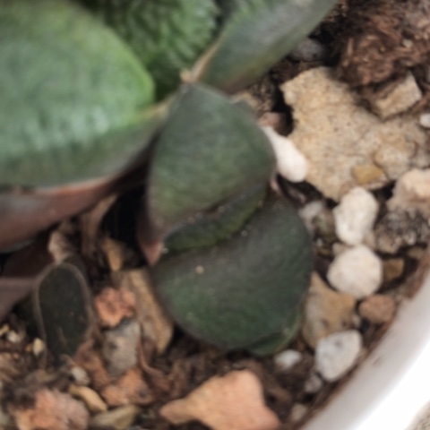 教****师蜗牛侧牙3个无根