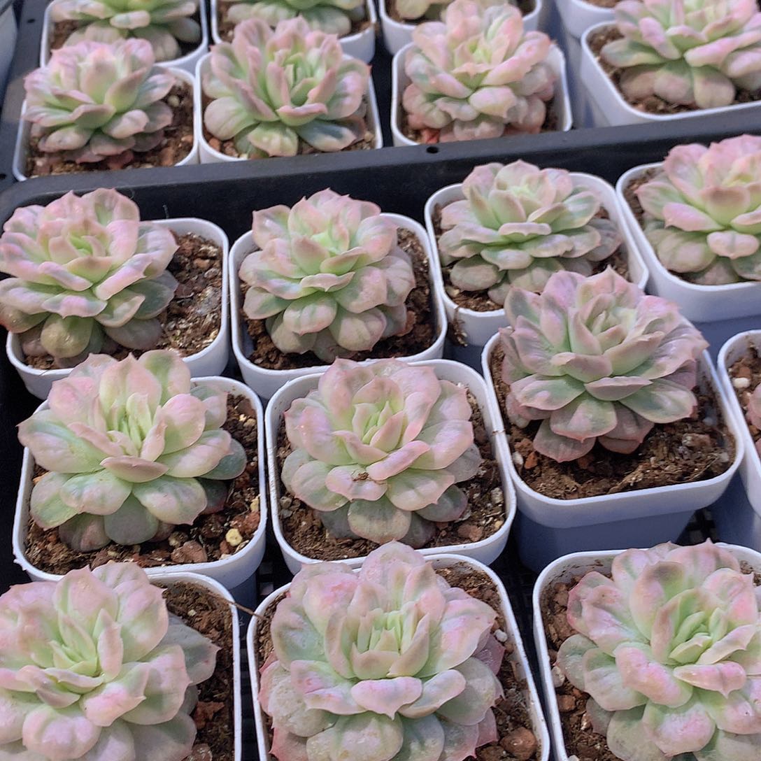 泡泡纱裙2456788990000