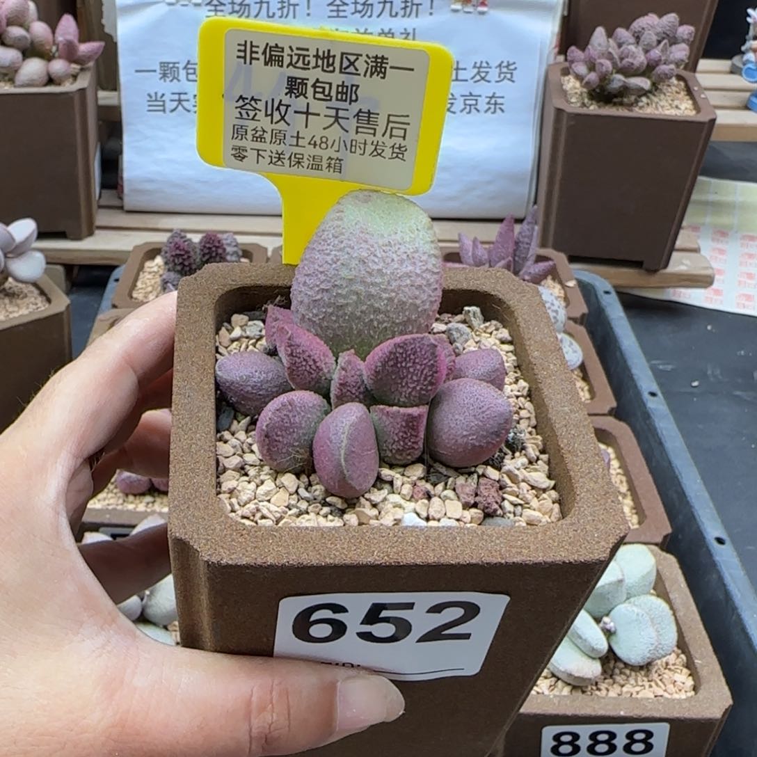 652赛猪肝多肉植物