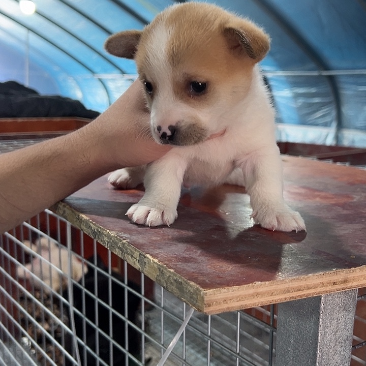 小***1柯基弟弟一个超可爱的