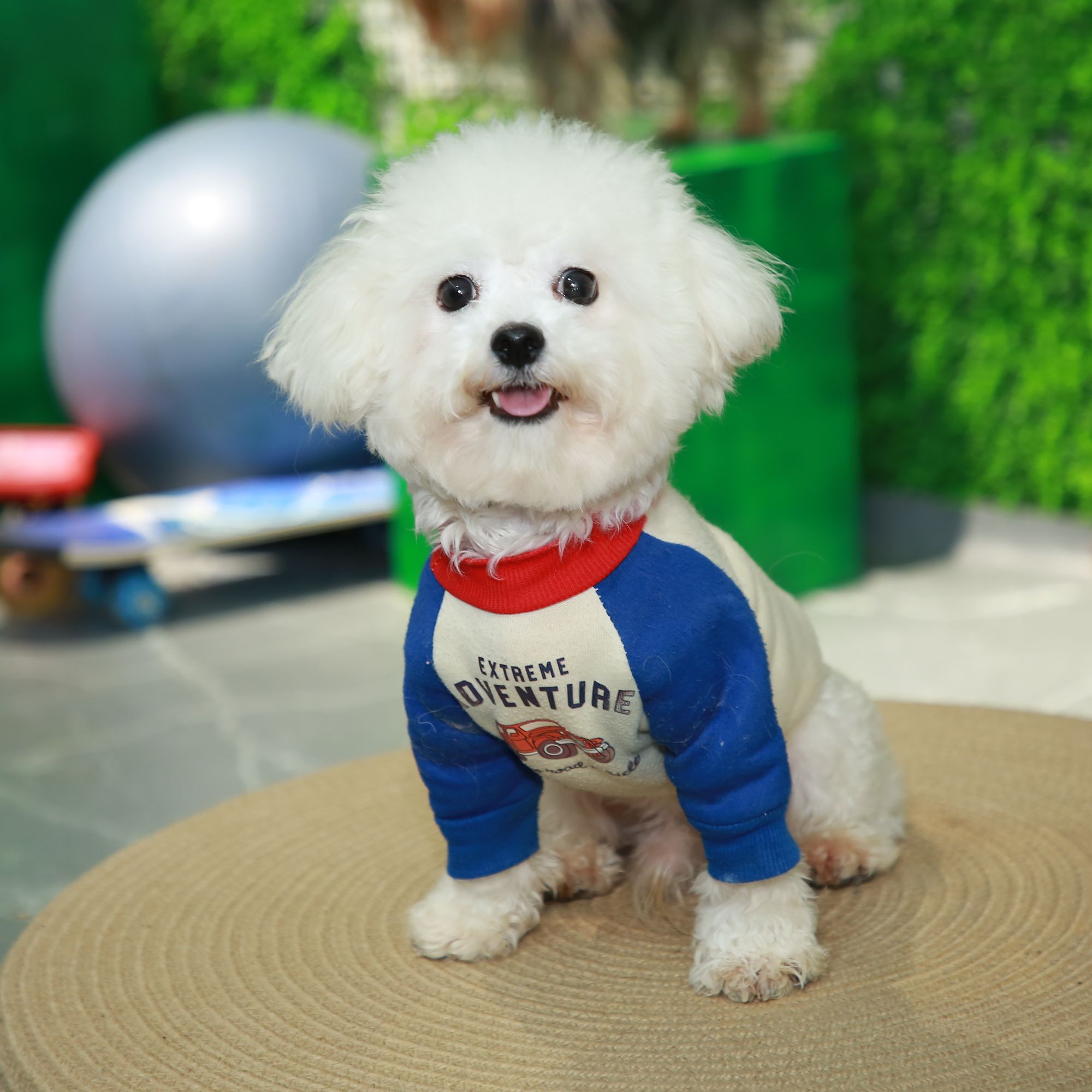 【广州艺萌宠物】活体宠物