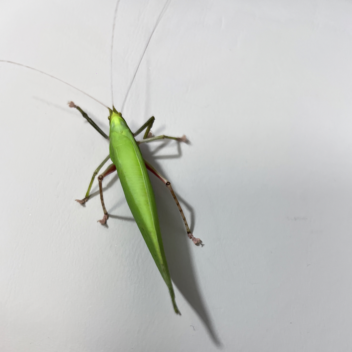 素背鸣虫 叫声好听 寿命长 好喂养