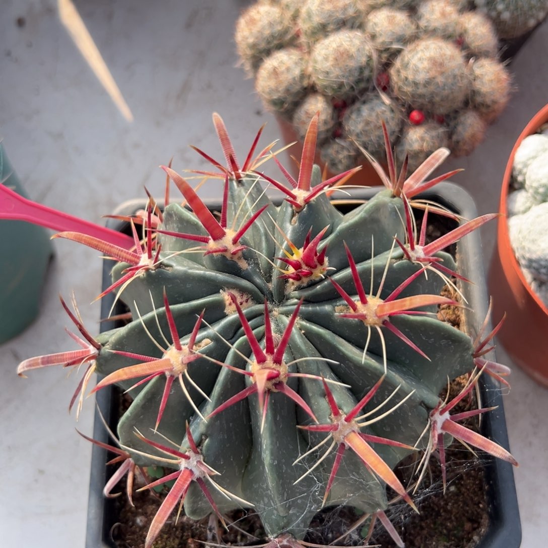 ****贝零零落落 零零落落