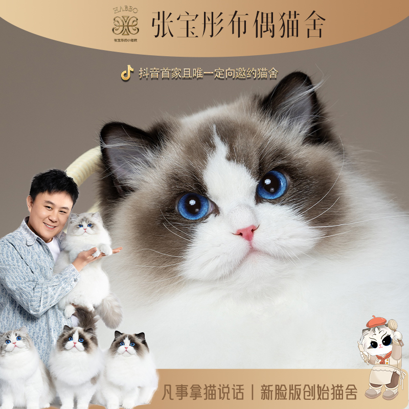 张宝彤布偶猫舍糯米弟弟 | 新脸版布偶猫创始猫舍