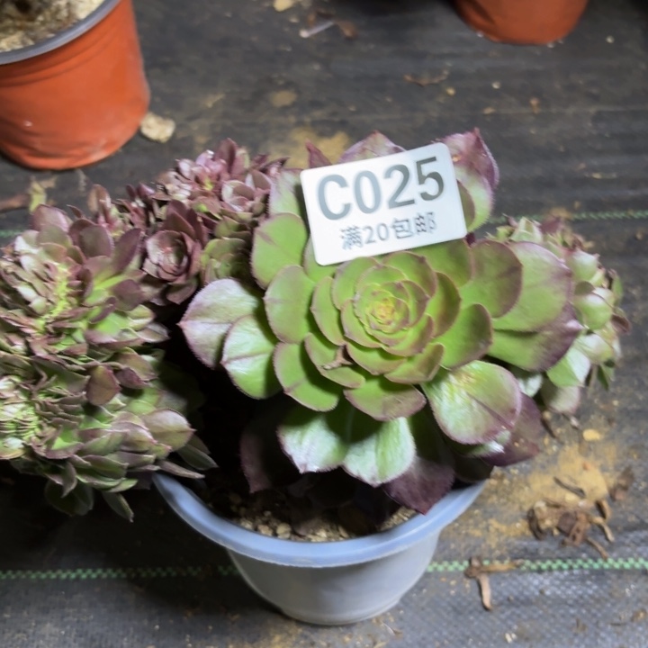 瑞妈一物一拍025