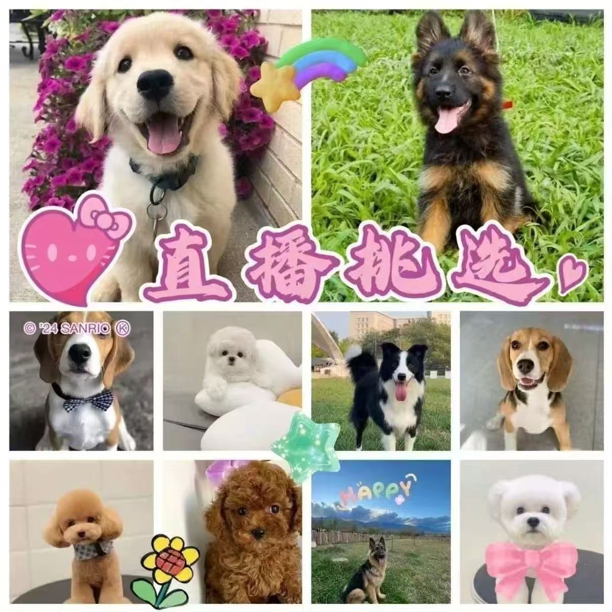 多品种宠物幼犬挑选直播间挑选以直播间实物为准