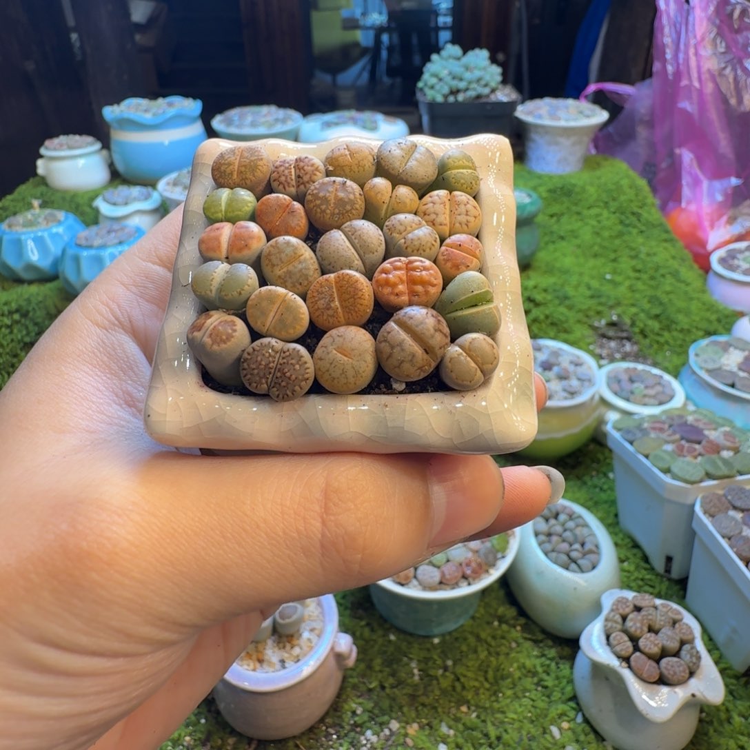 王***王多肉葡萄的味道真的925