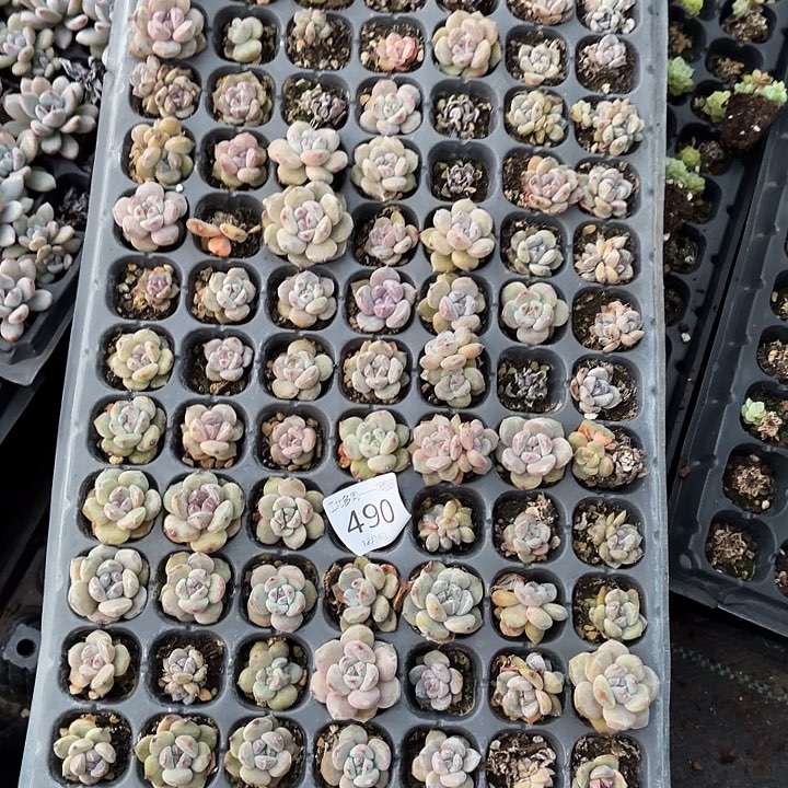 ****肉490 号到手1框江北多肉