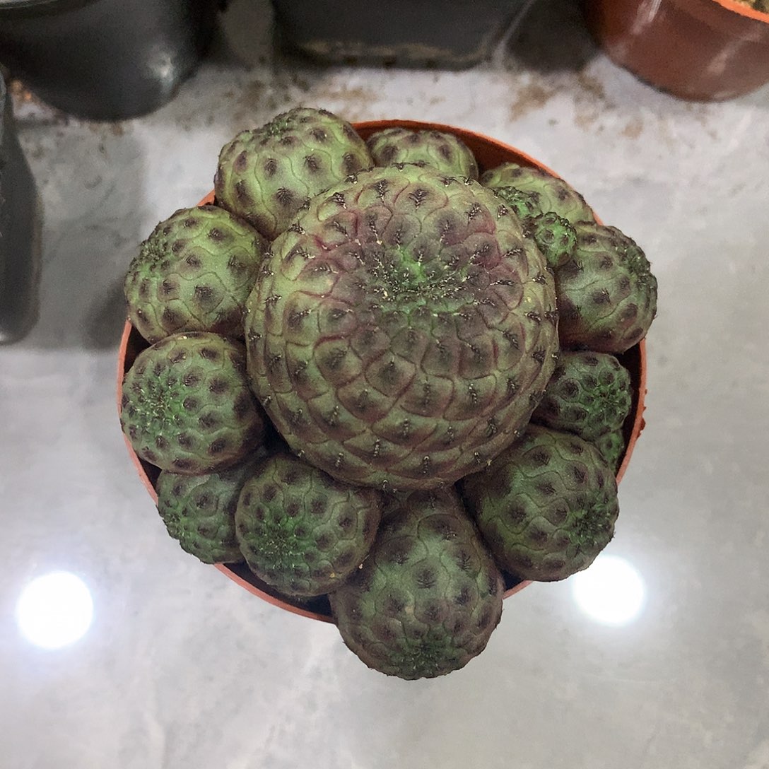 福利紫丽丸仙人球