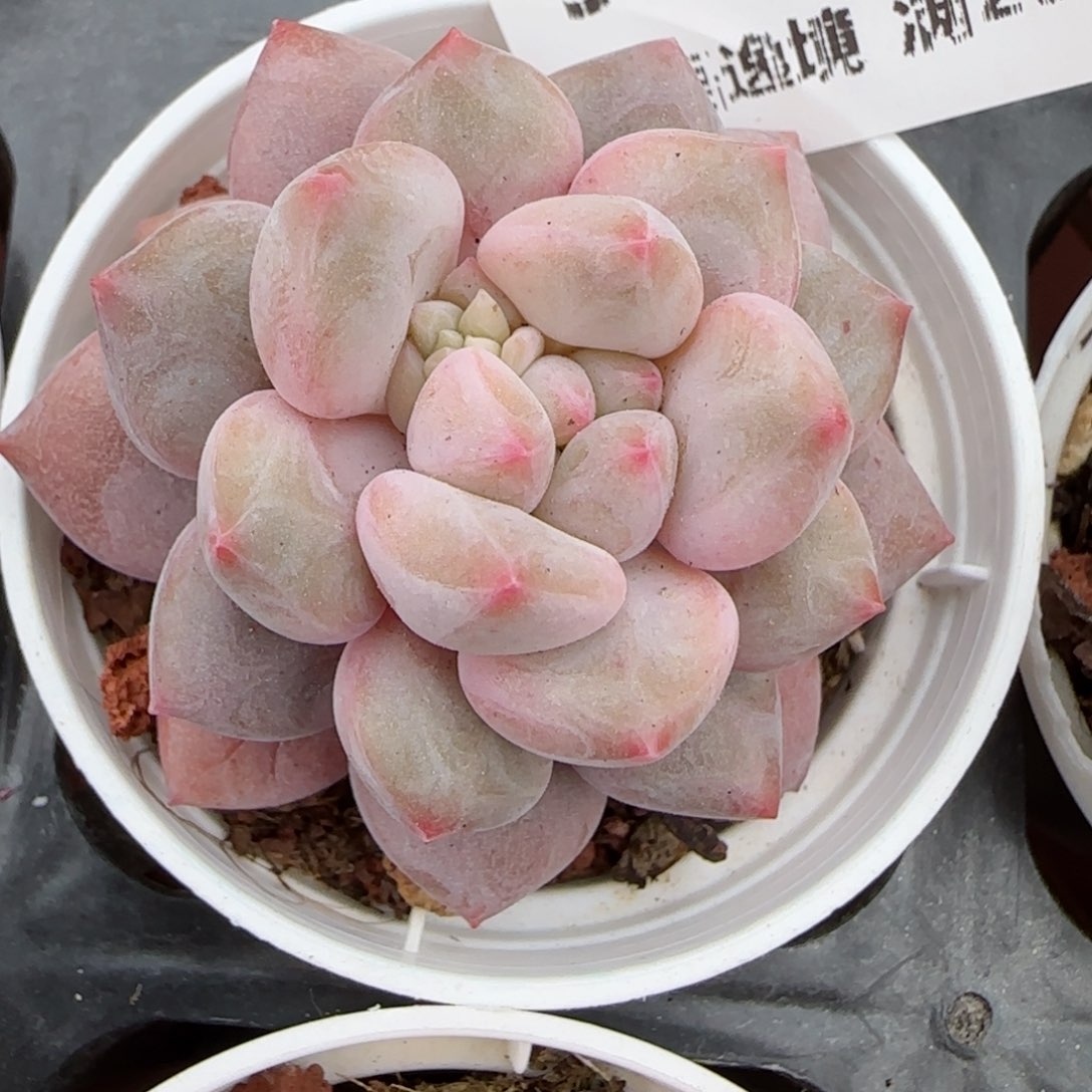 奔*。花语逸境0210-316