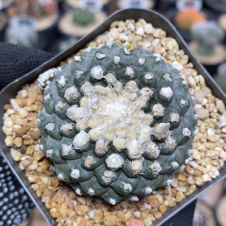 龙爪墨蝶53号5cm