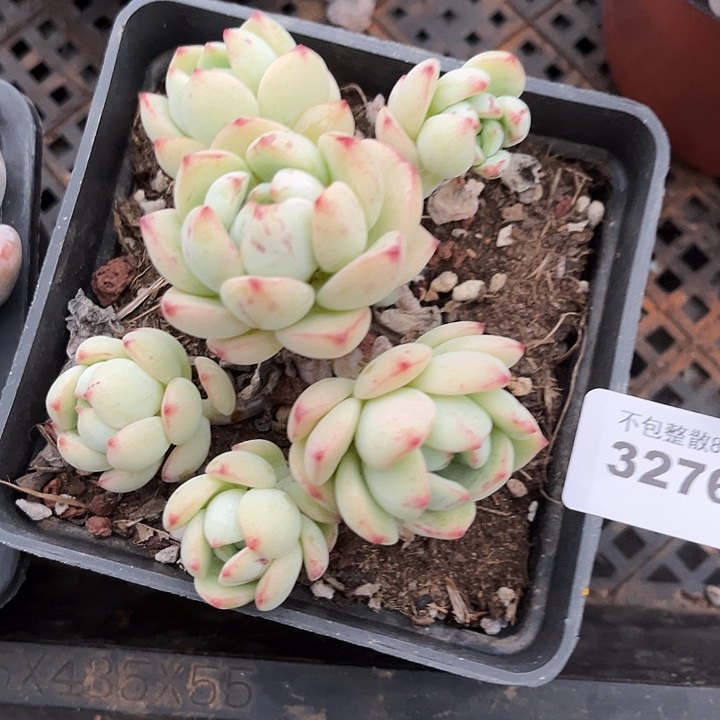 阿雅园艺。       3276香草