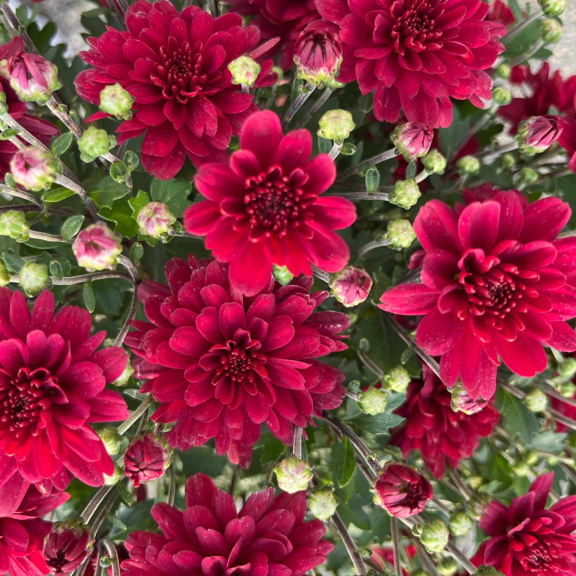 《嘉年华红丝绒》2加仑盆基地福利适合庭院地栽阳台新手易养护