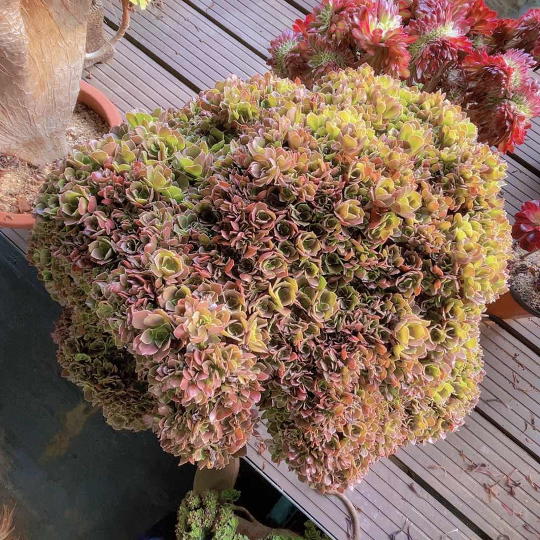 【闪购商品】无花朵玫瑰朵朵