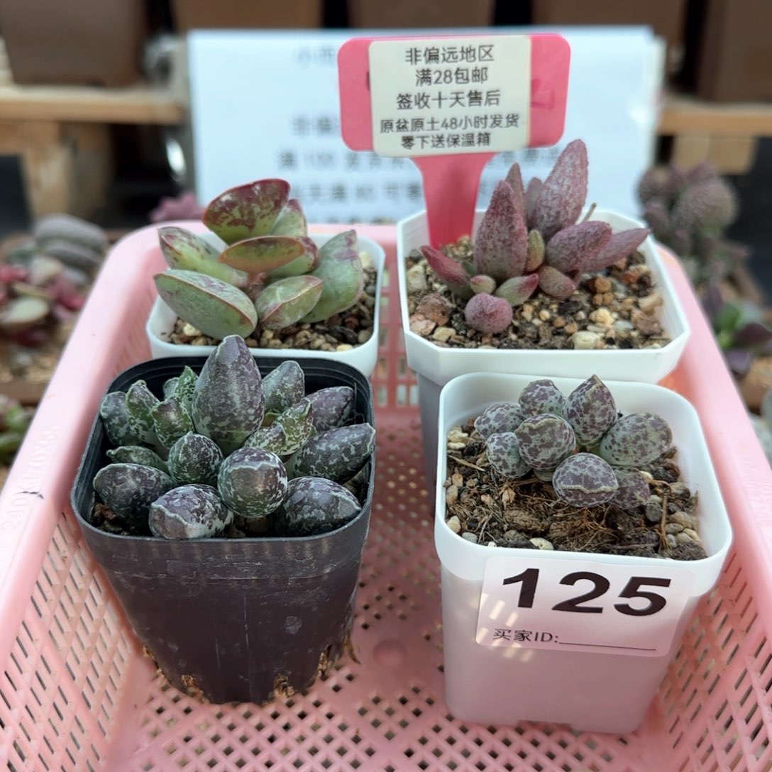 ?****⁹125爱心猪尾巴紫肌二代达摩