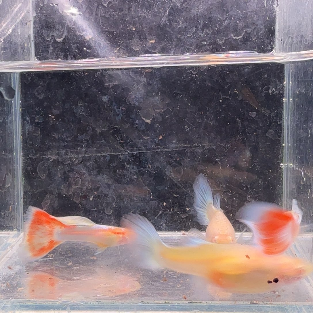 孔雀鱼火烧云2对孔雀鱼