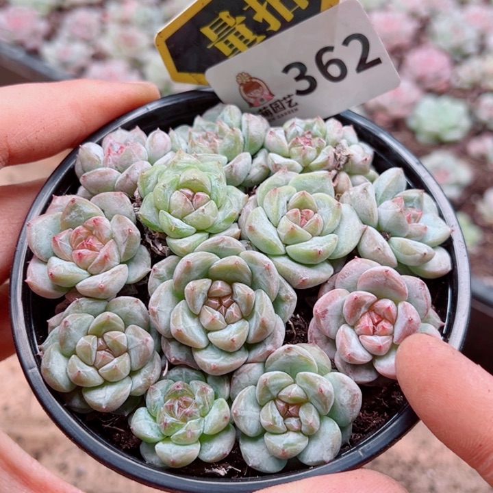 多肉植物多肉植物