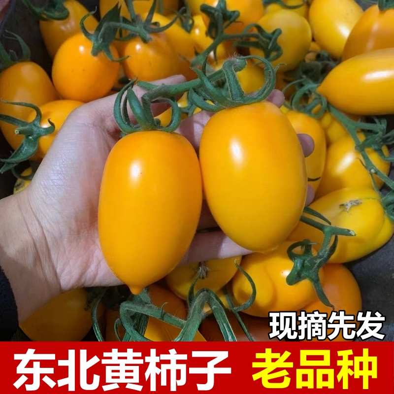 东北黄柿子西红柿黄色柿子串黄新鲜番茄农家自种黄罗曼番茄新鲜