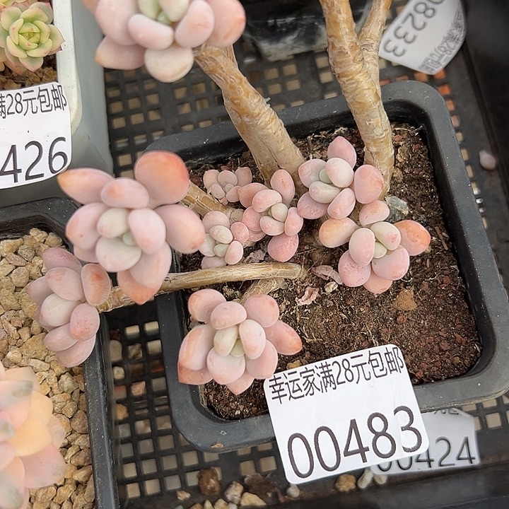 幸运儿是一个很有魅力幸运