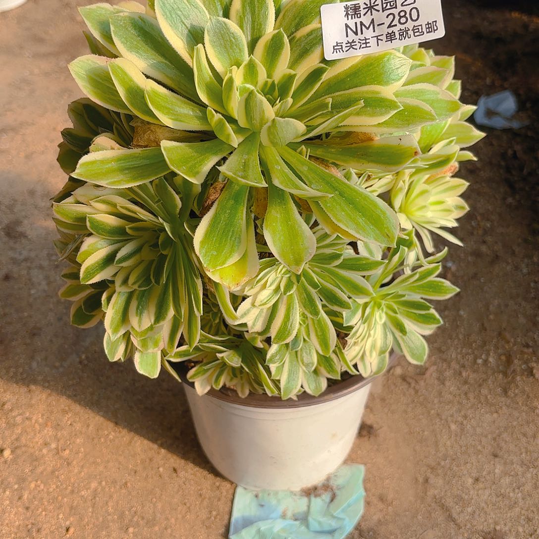 颜凝老庄多肉植物280