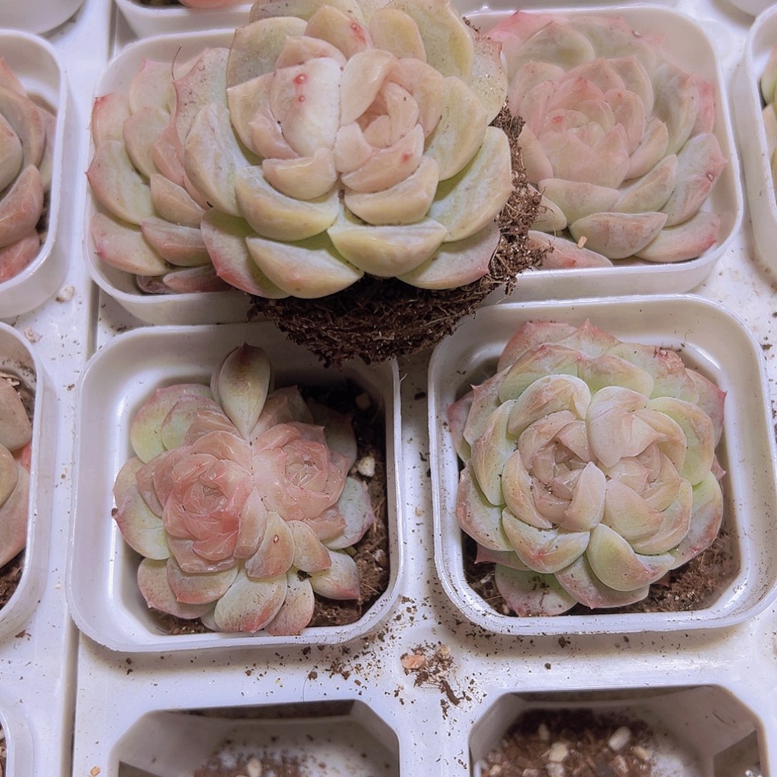 双眼皮泡影19包邮多肉