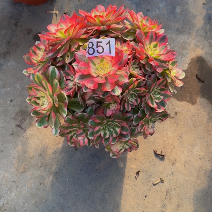 000000000851荔枝多肉