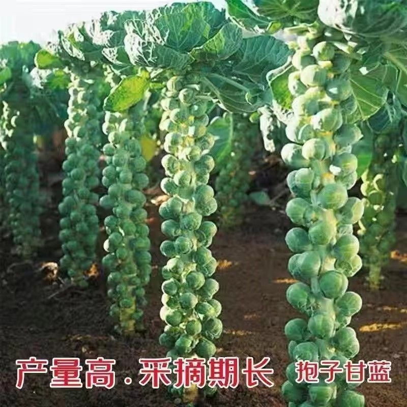 （新孢子甘蓝种子甘蓝菜种子苗蔬菜种籽高果率小包菜卷心蔬菜种子