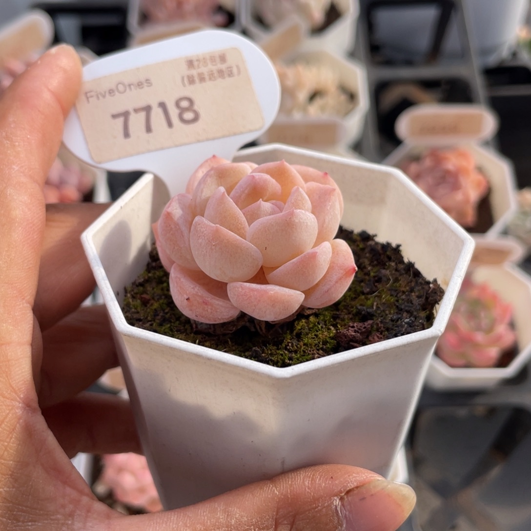 冰贵妃7718-4.0厘米