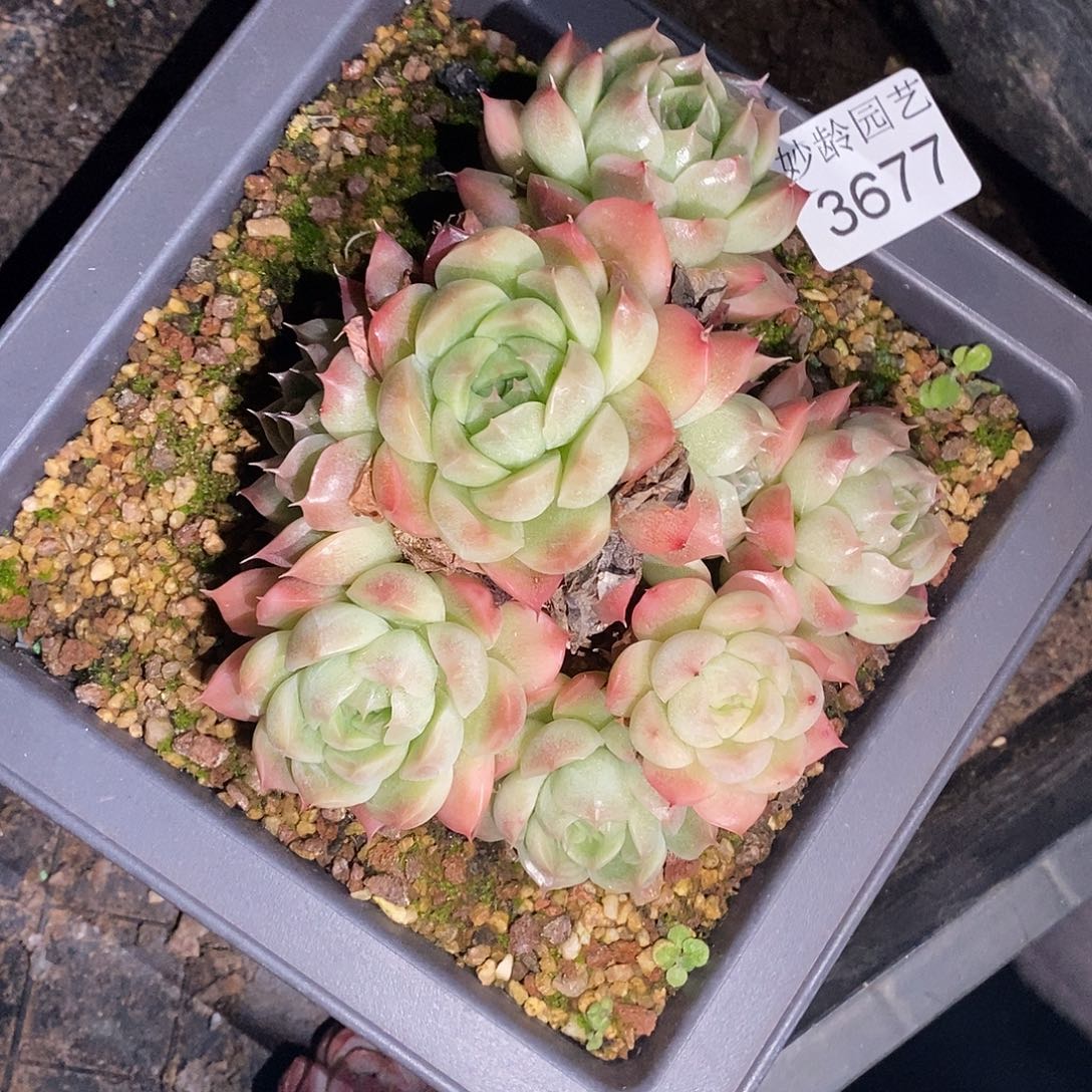 中***23677下播福利～12厘米