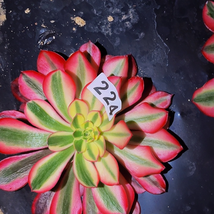 224樱花多肉植物处理不售后