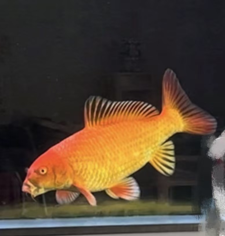 蝴蝶鲤