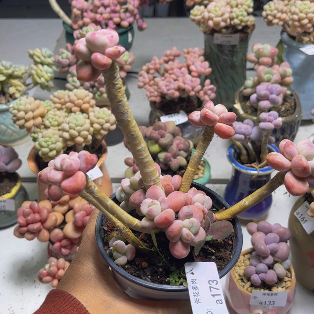 樱花洛神173/10c m