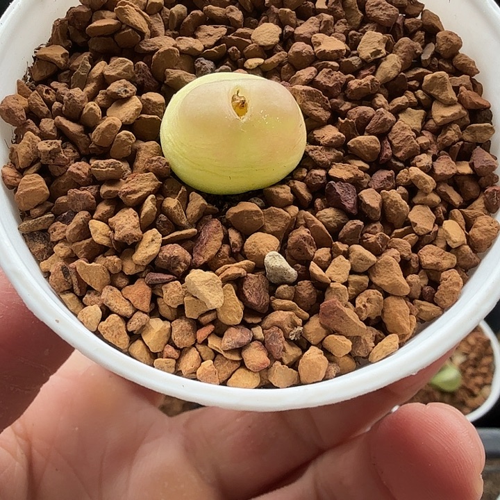 荒***萝多肉拉登一颗啊啊啊
