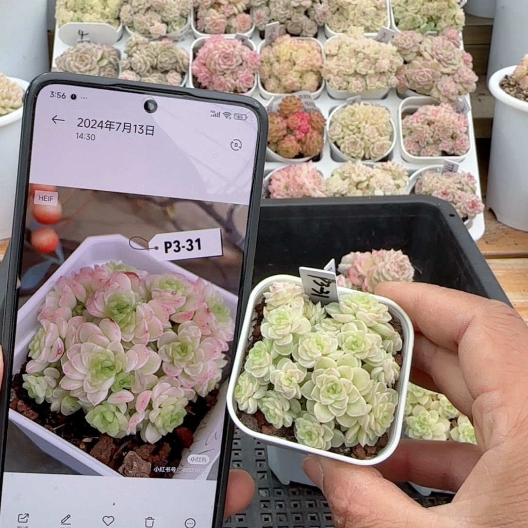 【闪购商品】0128-120（p3-31）