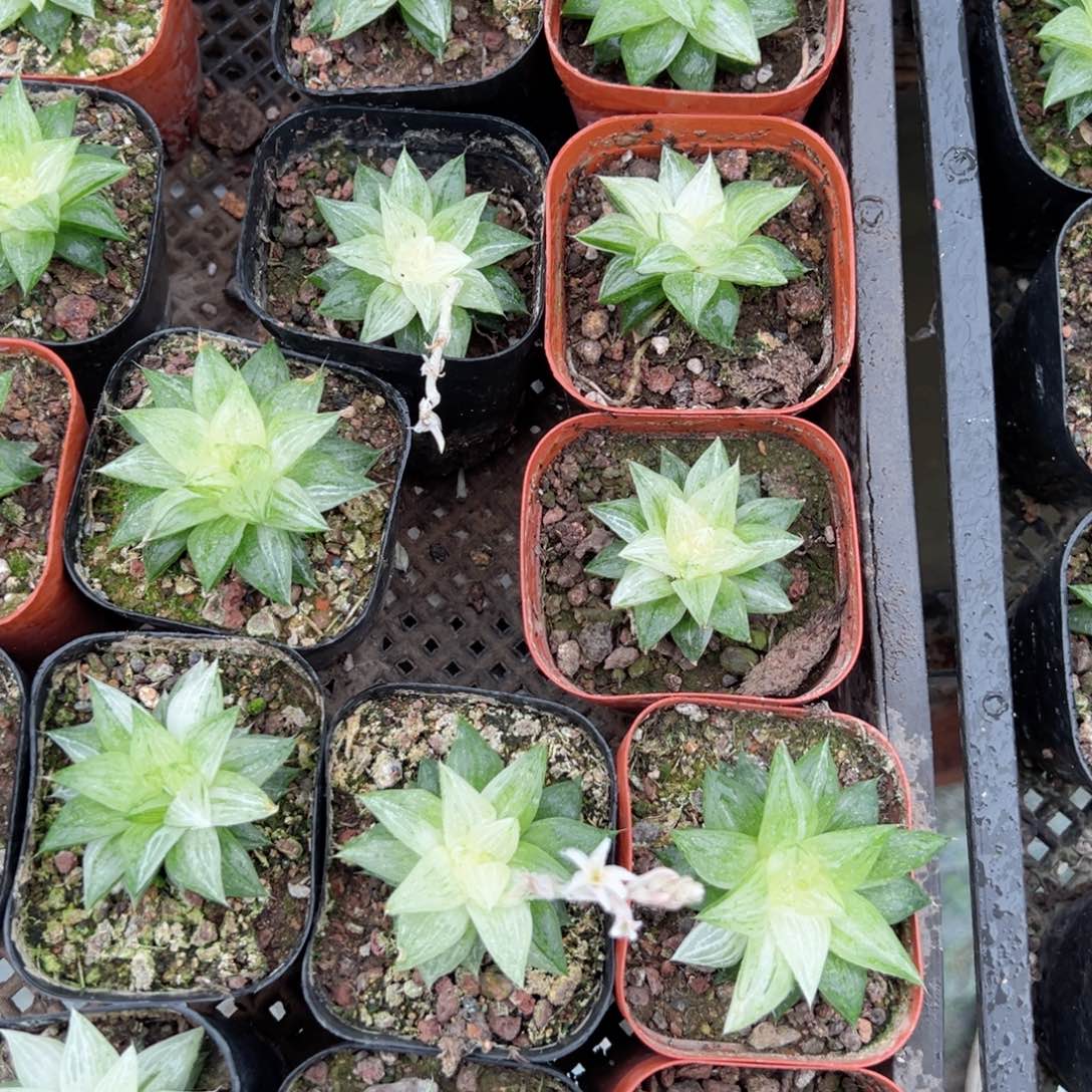 元祖冰沙糖锦多肉植物一颗