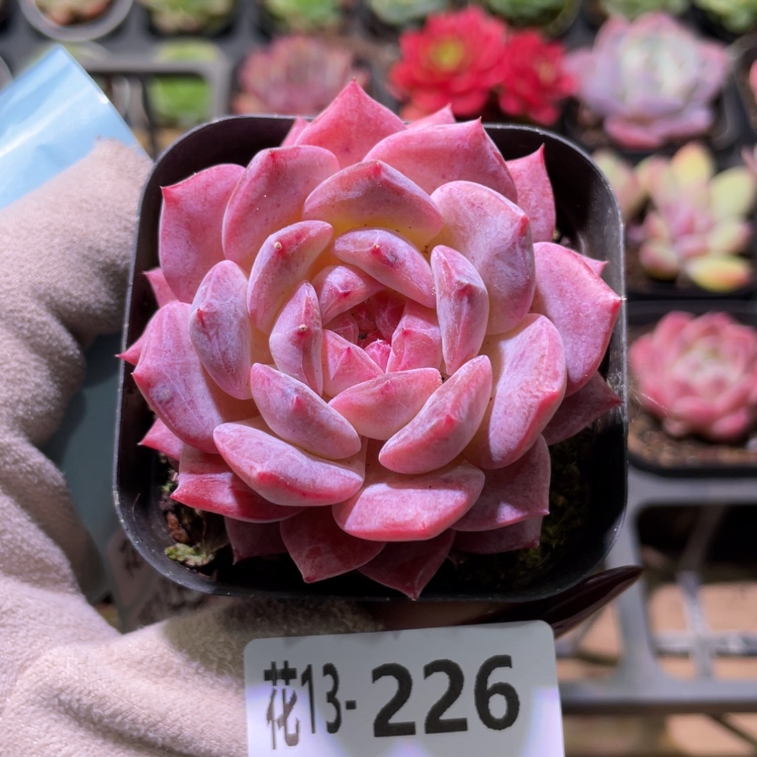 花利美13-226颜霜
