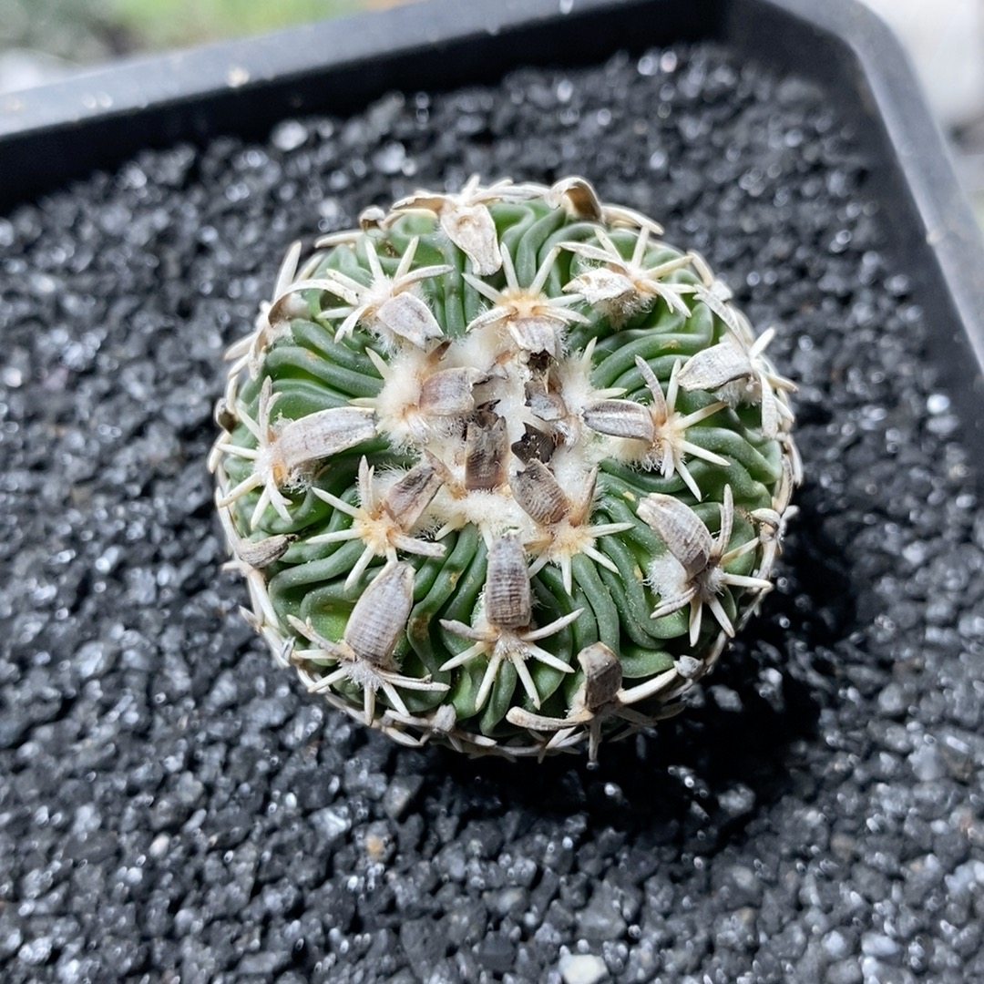 72号实生太刀岚3.5cm