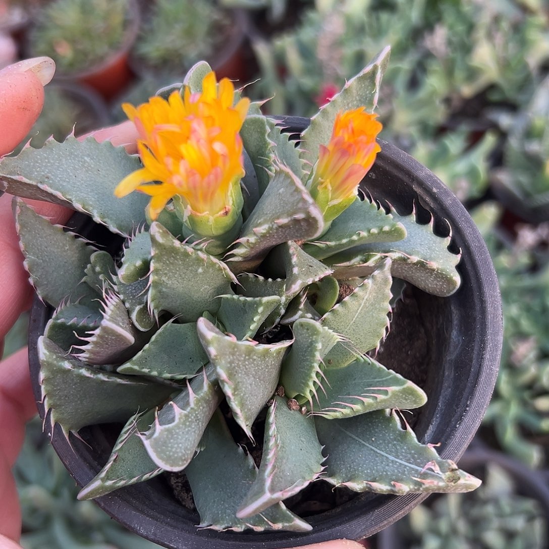 多肉植物怒涛开花