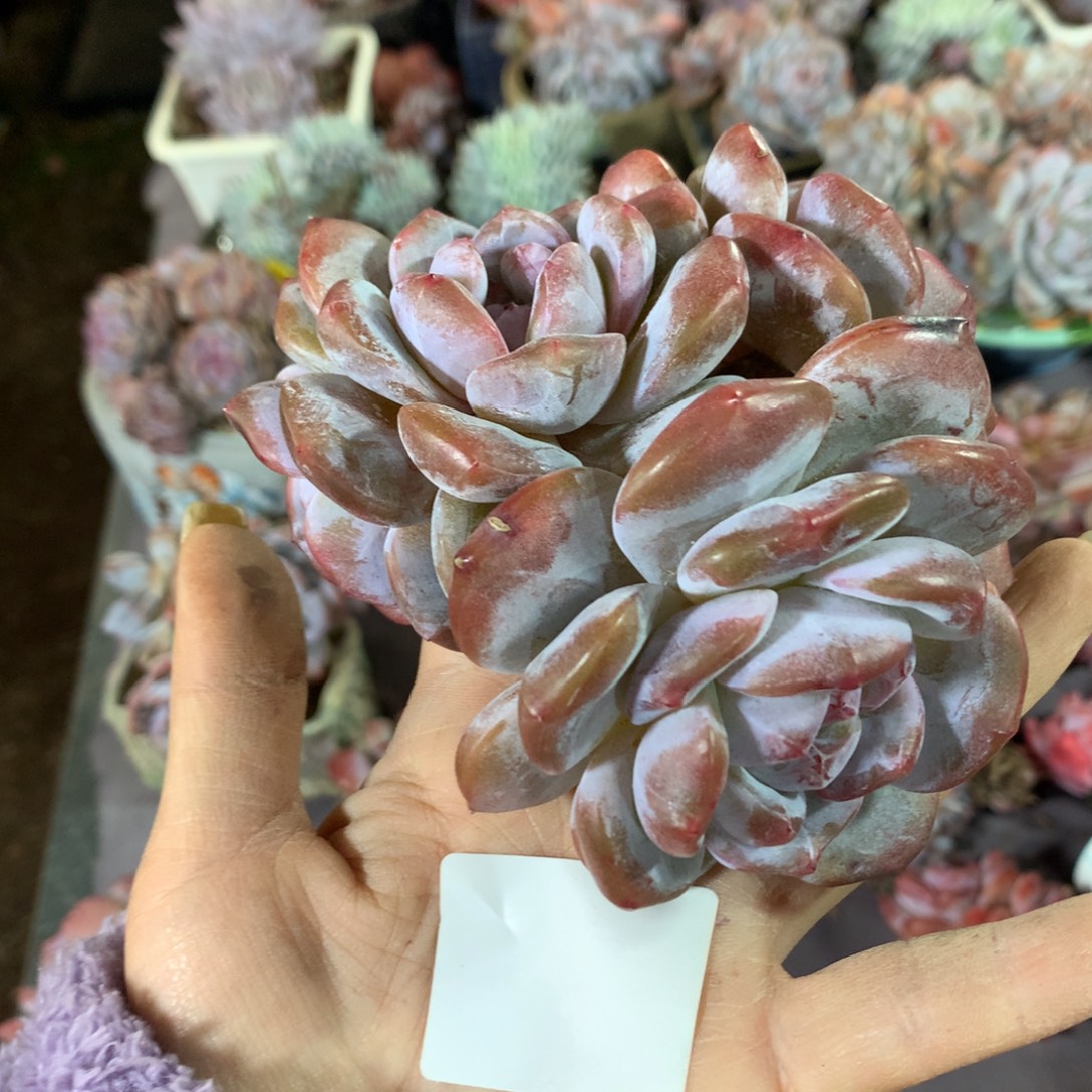 大***雨哈哈哈哈哈哈哈哈哈