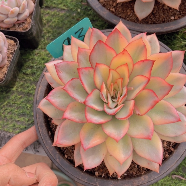 健健康康平平安安